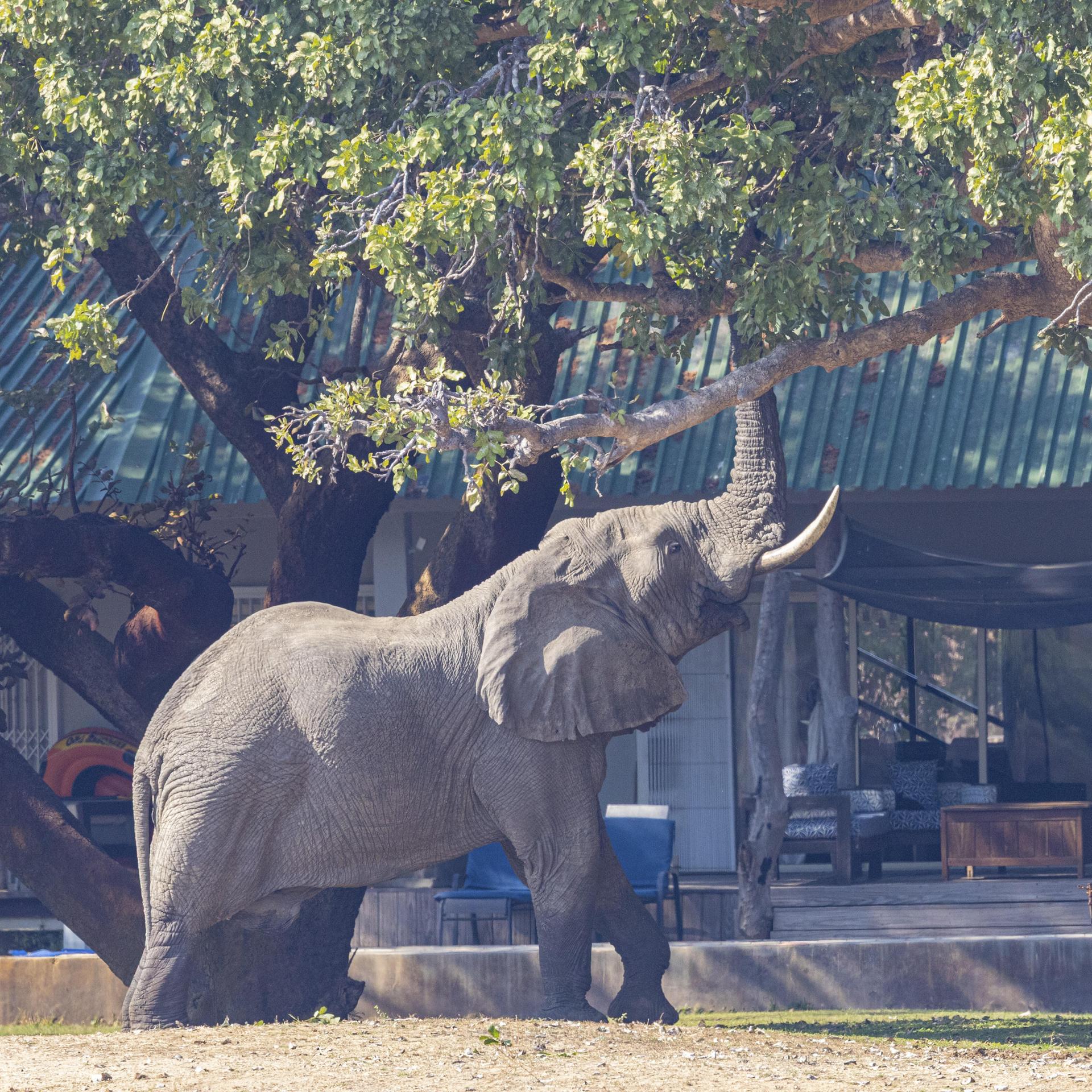 Sambia - Vom Versuch, Elefanten in Schach zu halten