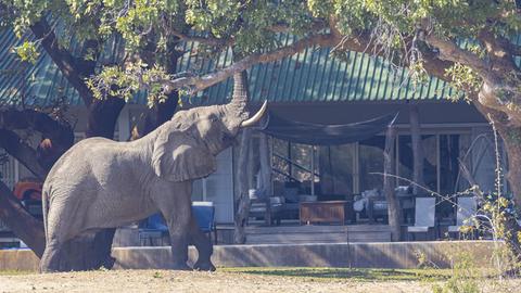 Afrikanischer Elefant mit erhobenem Rüssel vor einem Haus in Sambia. 
