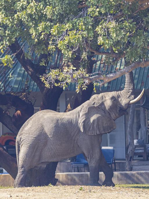 Afrikanischer Elefant mit erhobenem Rüssel vor einem Haus in Sambia. 