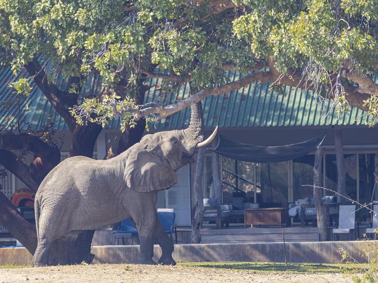 Afrikanischer Elefant mit erhobenem Rüssel vor einem Haus in Sambia. 