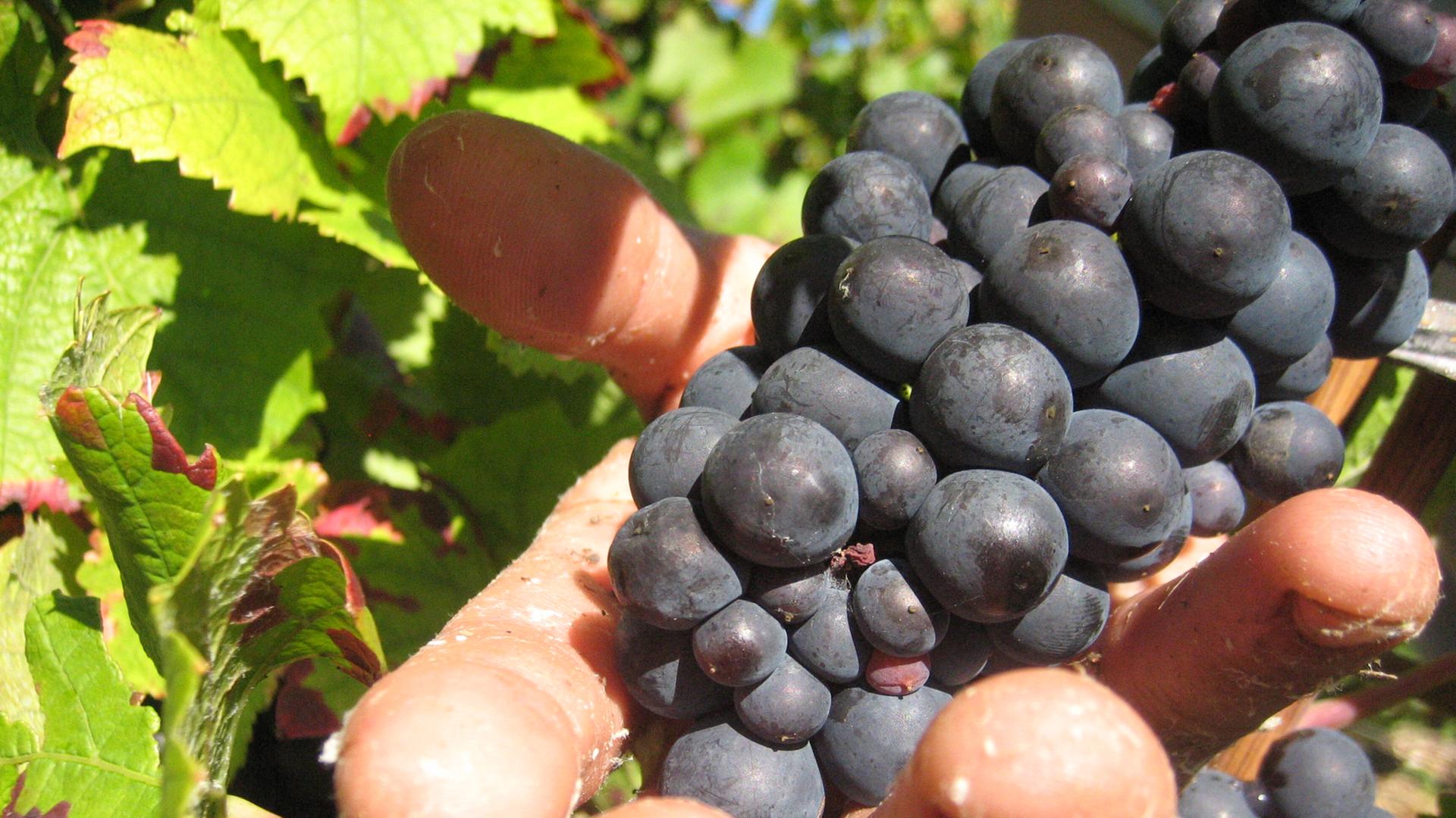 Ein Erntehelfer schneidet rote Trauben vom Typ Pinot Noir.