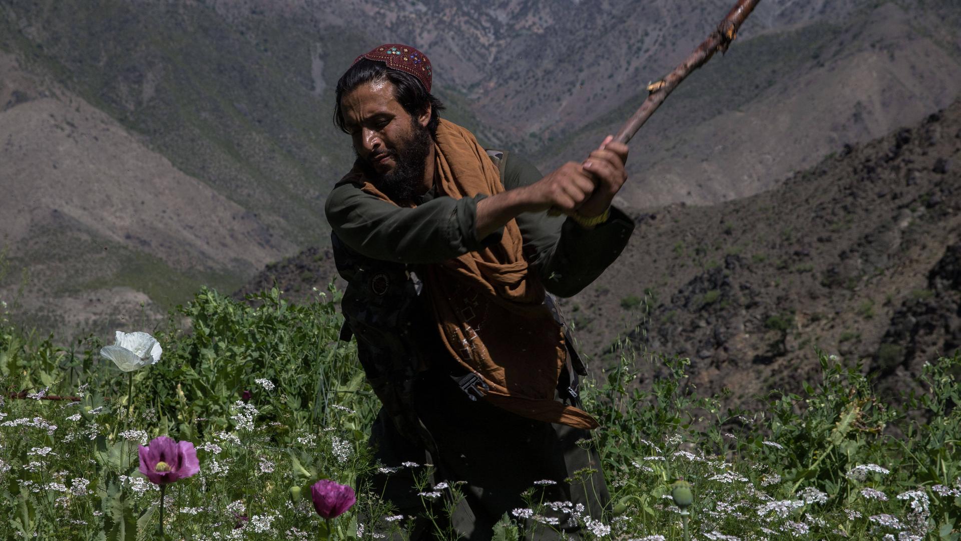 Ein Mann mit Bart - es ist ein Taliban - zerstört mit einem Stock Mohnpflanzen.