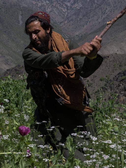 Ein Mann mit Bart - es ist ein Taliban - zerstört mit einem Stock Mohnpflanzen.