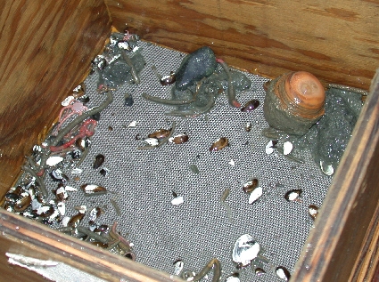 Die Bewohner einer Baggerschaufelladung Meeresboden vom Grund der Beringsee. Die Bewohner einer Baggerschaufelladung Meeresboden vom Grund der Beringsee.