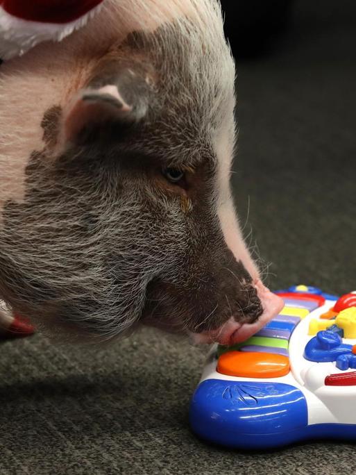 Ein Schwein stupst mit seiner Nase an ein Plastik-Lernspielzeug für Kinder.