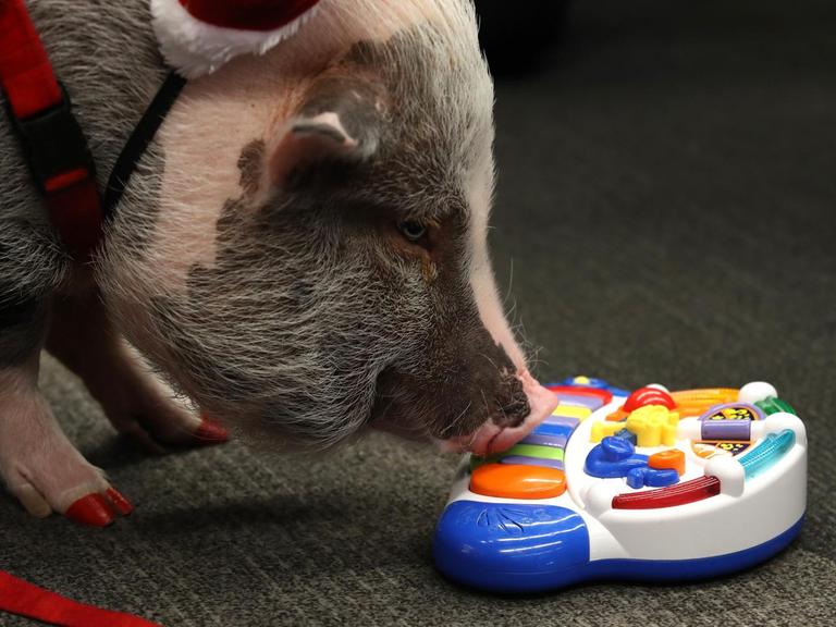 Ein Schwein stupst mit seiner Nase an ein Plastik-Lernspielzeug für Kinder.