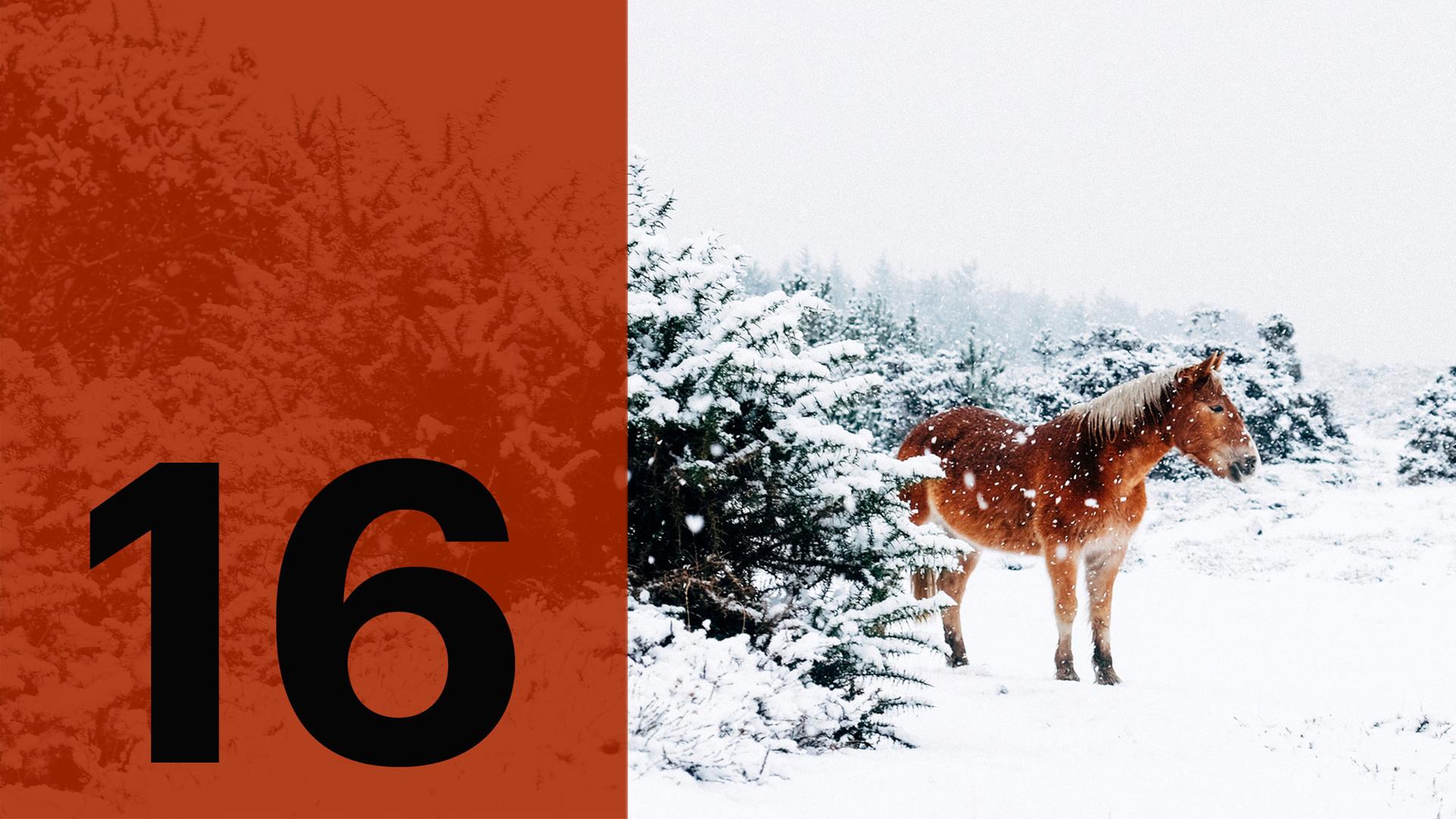 Im Hintergrund ein Pferd im Schnee, im Vordergrund die Zahl 16.
