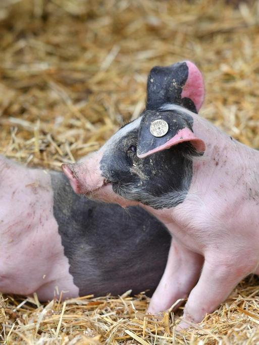 Zwei Bio-Ferkel liegen im Stroh.