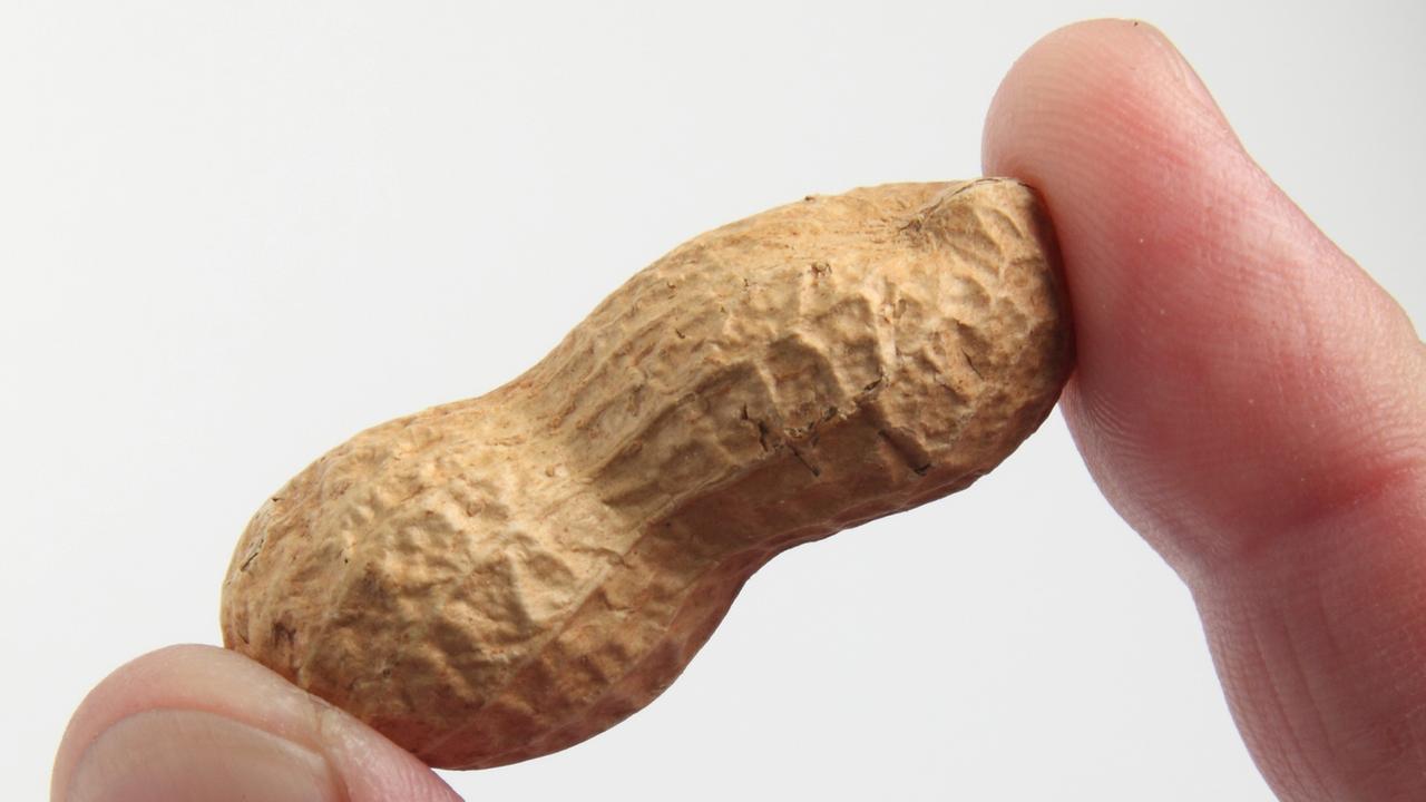 Eine Erdnuss wird zwischen Daumen und Zeigefinger gehalten.