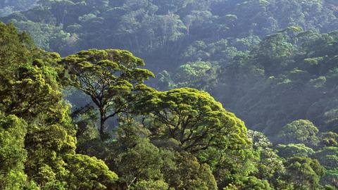 Regenwald im "Serra dos Orgaos"-National Park in Brasilien