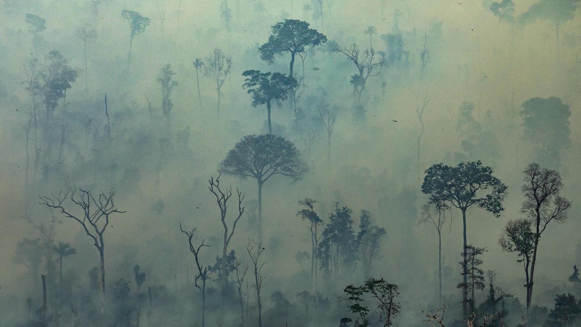 Rauchschwaden über Bäumen des Amazonas-Regenwaldes im Norden Brasiliens