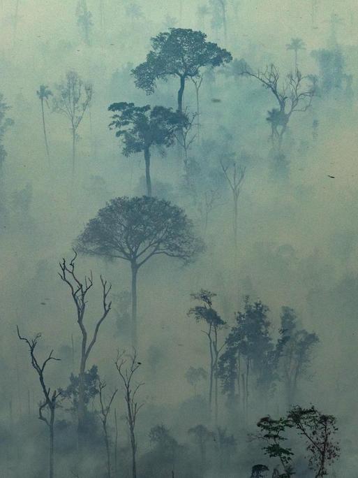 Rauchschwaden über Bäumen des Amazonas-Regenwaldes im Norden Brasiliens