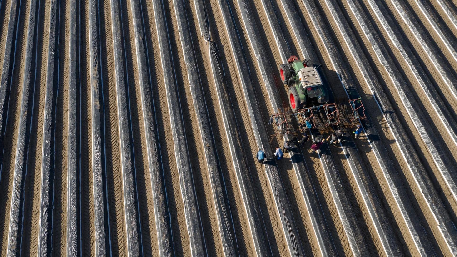 Arbeiter laufen hinter einem Traktor in der tiefstehenden Sonne über ein Spargelfeld nahe Luckenwalde.