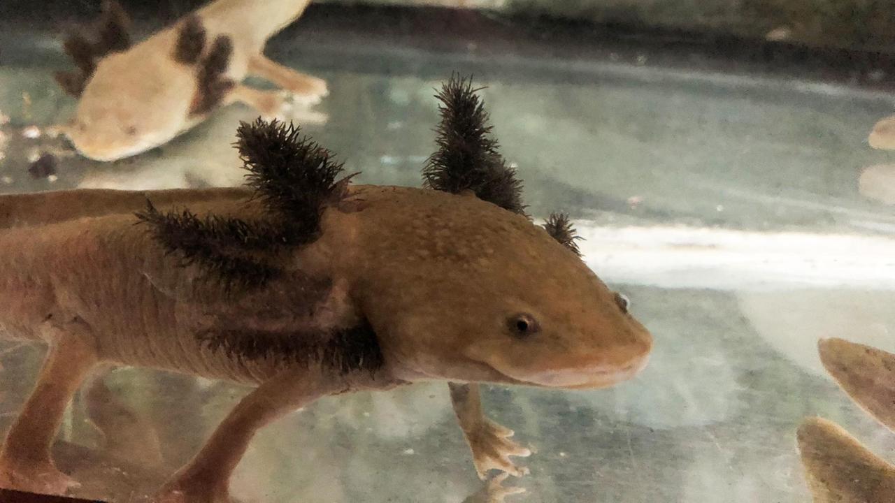 Ein Axolotl
