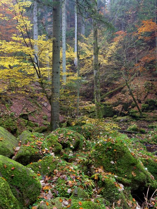 Lebensretter: Deshalb klebt schwarze Folie an Baden-Badens Bäumen
