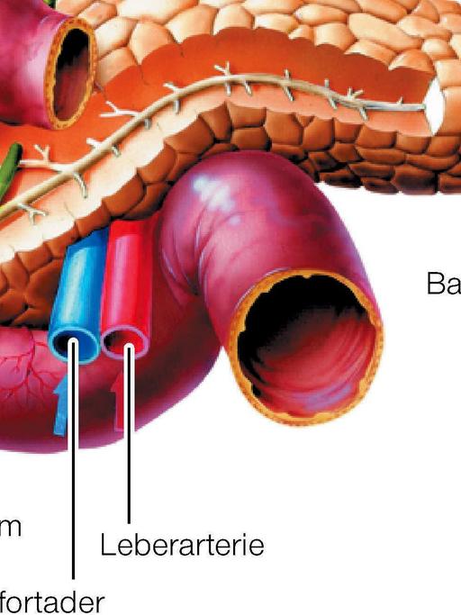 Die Grafik zeigt die Lage und den Aufbau von Leber, Gallenblase und Bauchspeicheldrüse.