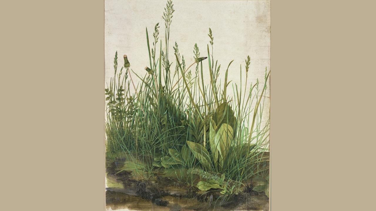 "Das große Rasenstück" von Albrecht Dürer
