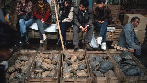 Vor einer Gruppe sitzenden Menschen stehen fünf Holzkisten in einer Reihe mit Schildkröten zum Verkauf.