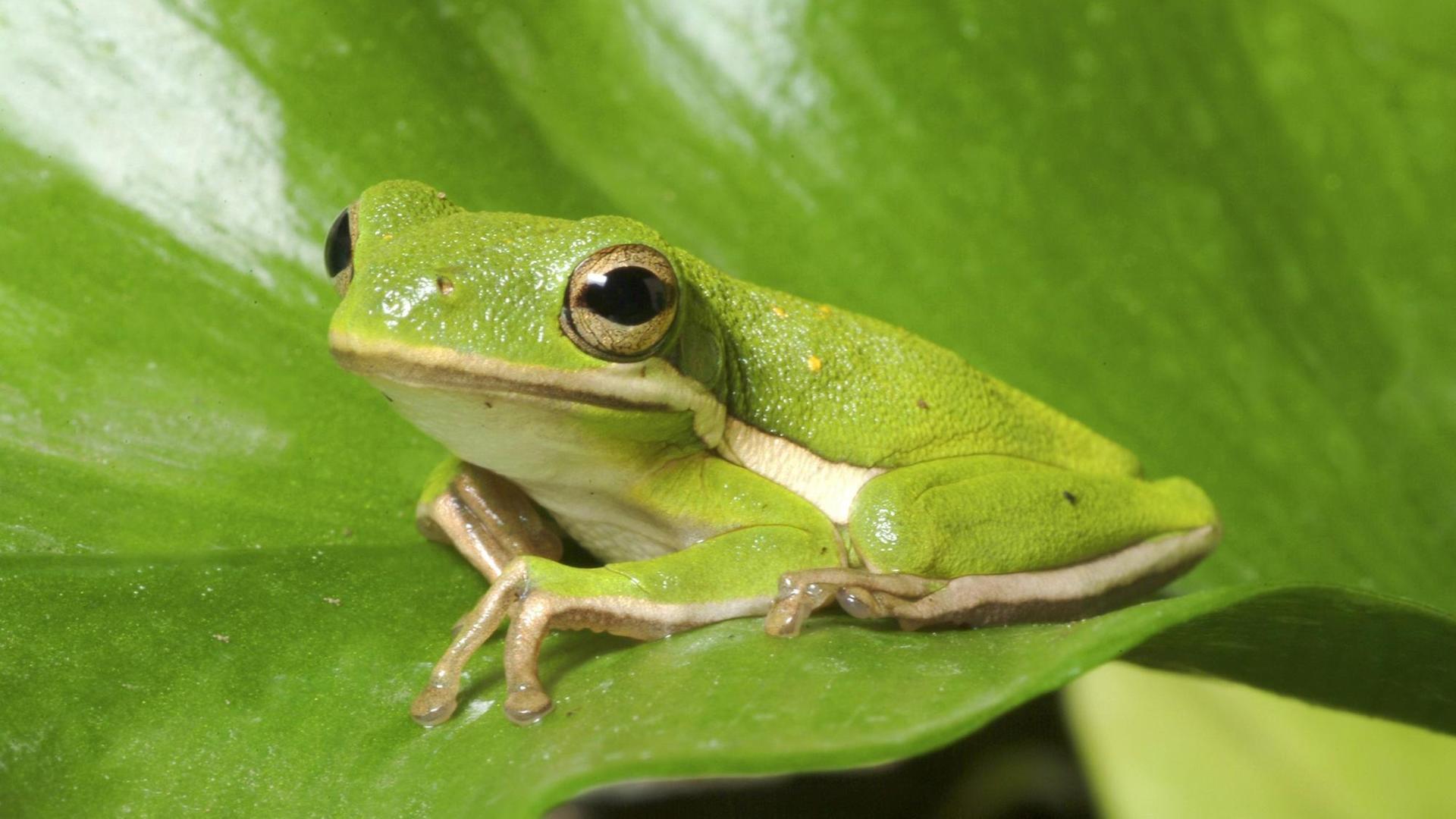 Ein grüner Frosch (amerikanischer Laubfrosch, Carolina-Laubfrosch, Hyla cinerea, sitzt auf einem grünen Blatt.