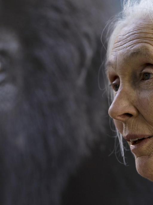 Konterfei von Jane Goodall und einem Schimpansen