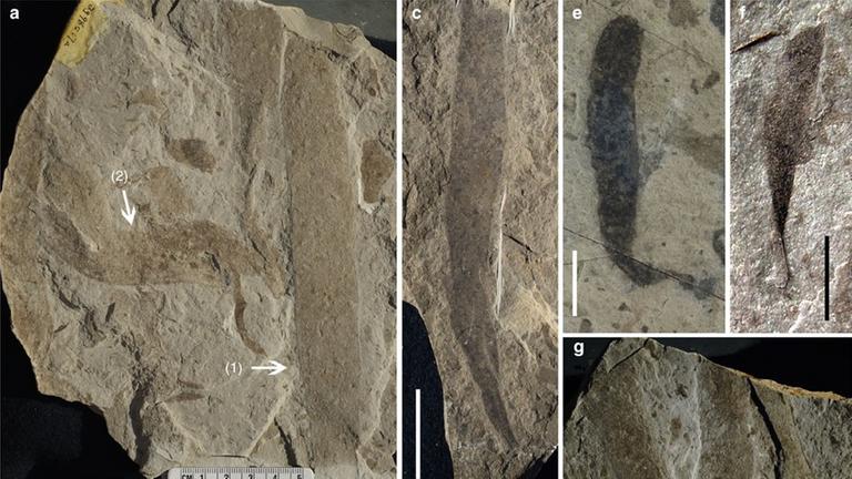 Zu sehen sind Fossilienfunde aus Nordchina, die rund 1,56 Milliarden Jahre alt sind