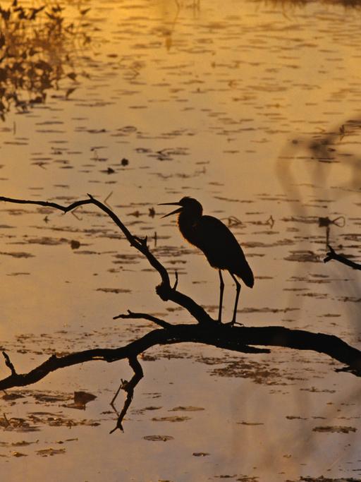 Ein Vogel sitzt auf einem Ast, der über einem See hängt, in der Dämmerung, nur Silhouette ist zu erkennen.