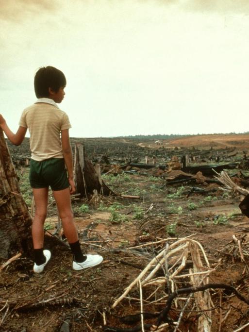 Ein Junge steht vor einer zerstörter Regenwaldfläche. Laut dem Artenschutz-Bericht der UN wurden zwischen 1980 und 2000 in den Tropen 100 Millionen Hektar Regenwald zerstört. Dieser wird eigentlich als Kohlenstoffspeicher der Erde gebraucht.