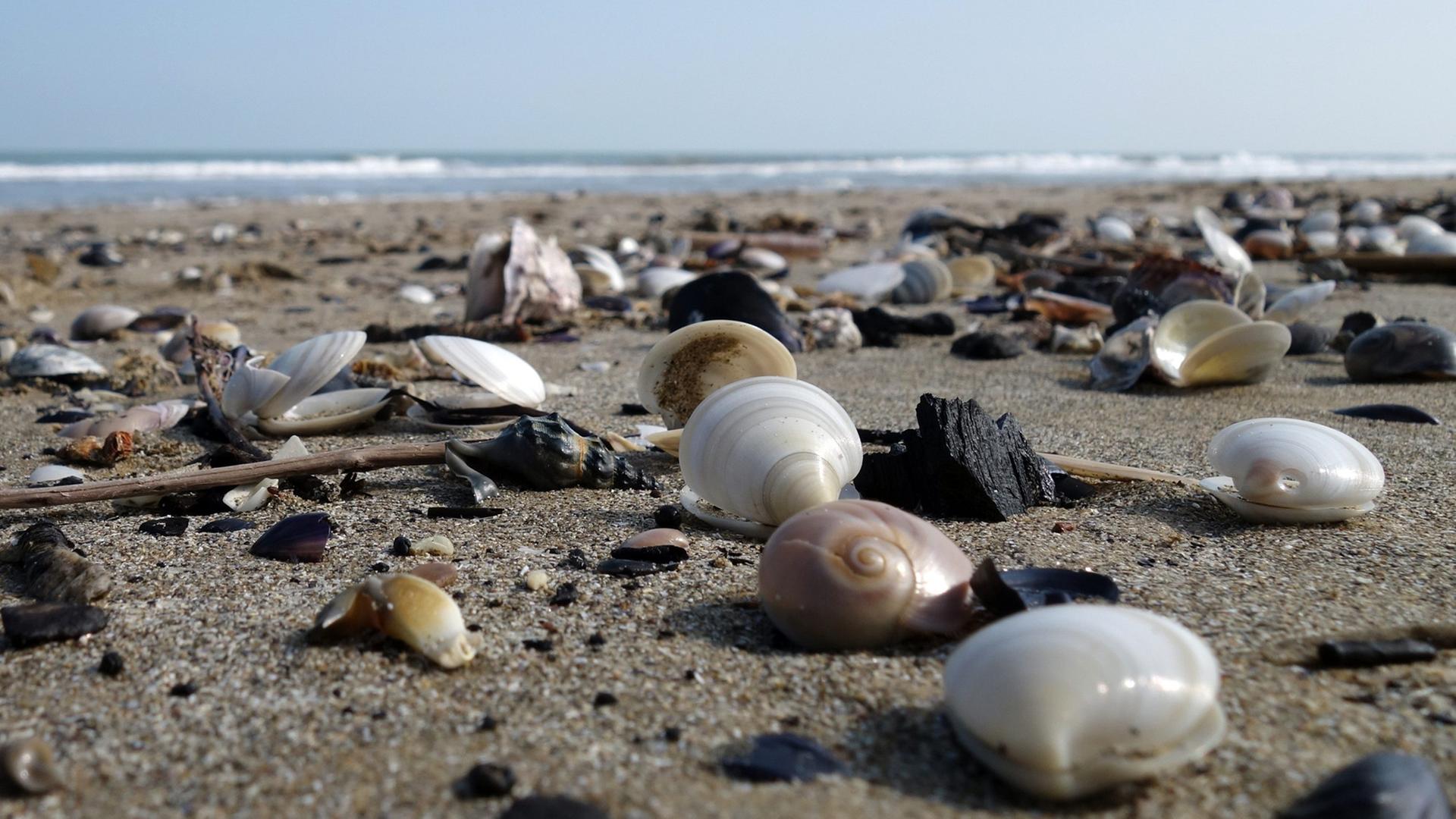 Muscheln und Schnecken liegen auf dem Sand, im Hintergrund das Meer