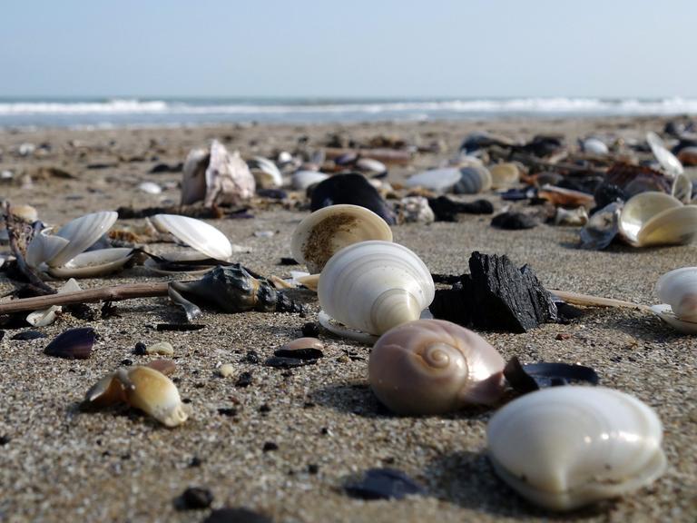 Muscheln und Schnecken liegen auf dem Sand, im Hintergrund das Meer