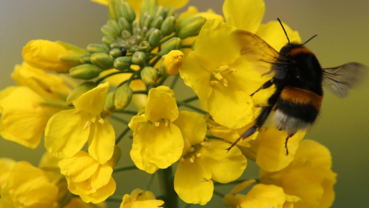 Auf einem Feld bei Rerik (Mecklenburg-Vorpommern) beginnt der Raps am 10.04.2014 zu blühen. Nach einem milden Winter und einem relativ warmen Frühlingsanfang beginnt die Rapsblüte in diesem Jahr einige Zeit früher. Foto: Bernd Wüstneck/dpa