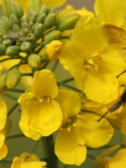 Auf einem Feld bei Rerik (Mecklenburg-Vorpommern) beginnt der Raps am 10.04.2014 zu blühen. Nach einem milden Winter und einem relativ warmen Frühlingsanfang beginnt die Rapsblüte in diesem Jahr einige Zeit früher. Foto: Bernd Wüstneck/dpa