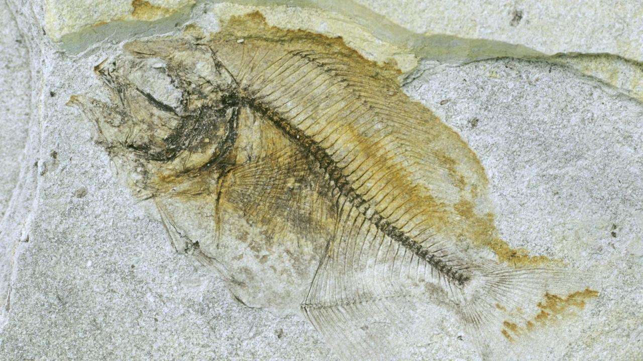 Fische hatten über Jahrmillionen Zeit gehabt, sich zu entwickeln - deutlich länger als wir Säugetiere. Hier sehen wir das Fossil eines Butter- beziehungsweise Messerfischs aus dem Palaeozän / Eozän
