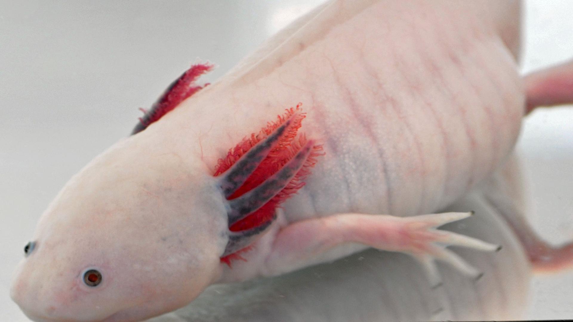 Ein Axolotl oder Schwanzlurch im Forschungszentrum für Regenerative Therapien in Dresden