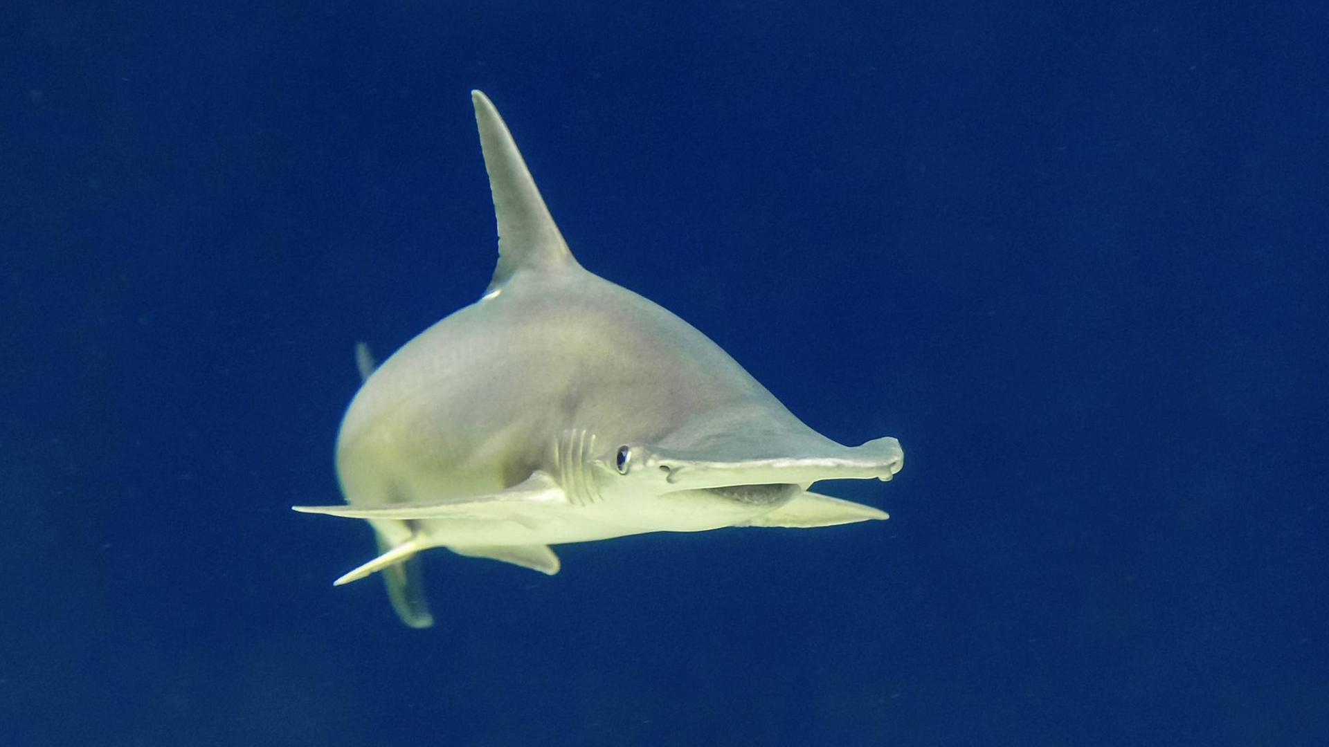 Ein Schaufelnasen-Hammerhai schwimmt auf den Betrachter zu. Ein Schaufelnasen-Hammerhai schwimmt auf den Betrachter zu.