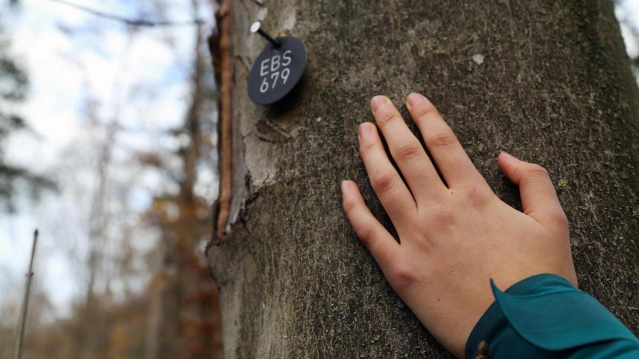 Eine Hand liegt auf dem Baumstamm des Baumes, auf dem ein kleines rundes Schild mit der Grabnummer EBS 679 hängt.