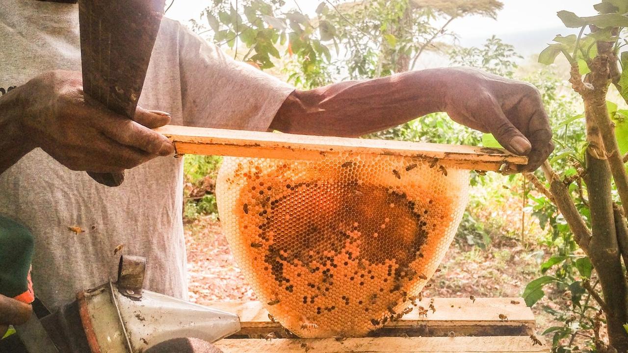 Ein Mann hält eine Honigwaabe in den Händen.