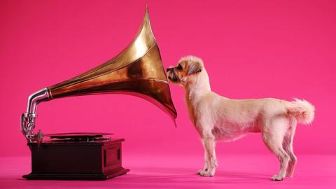 Ein Hund der in ein Grammophon starrt