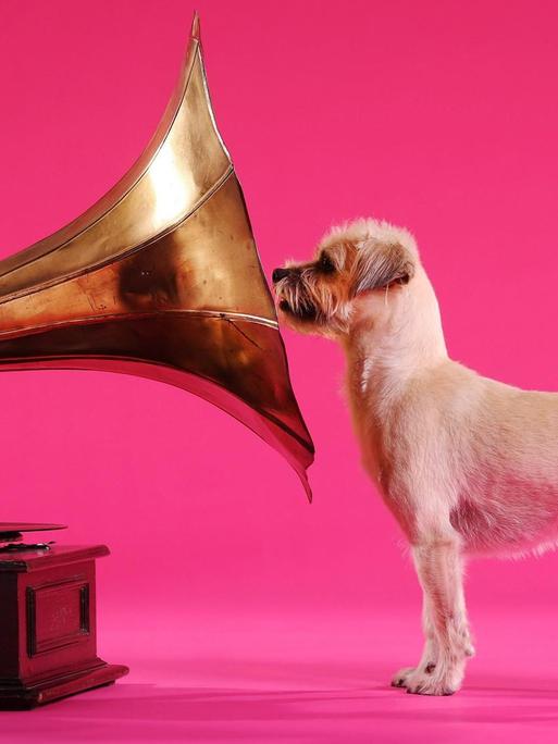Ein Hund der in ein Grammophon starrt