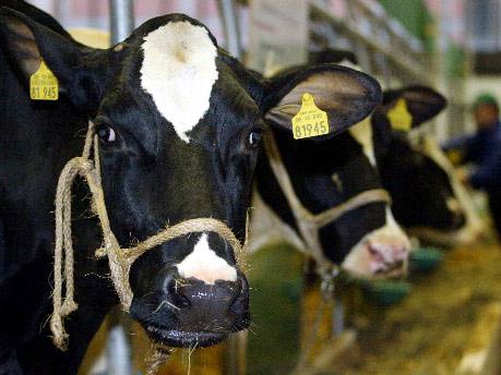 Rinder der Rasse "Deutsche Holsteiner" stehen in der Tierhalle auf der Grünen Woche in Berlin