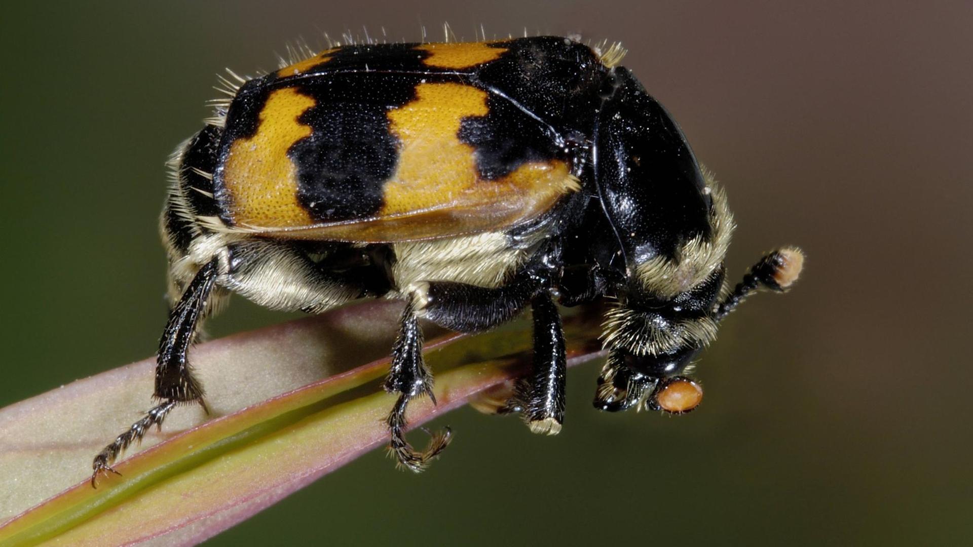 Insekten - Wie Totengräber-Käfer ihrem Nachwuchs Proviant sichern