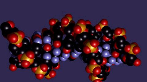 Nicht nur für Erbinformationen gut: DNA-Molekül im Modell