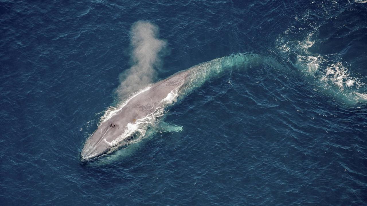 Ein Blauwal von oben fotografiert.