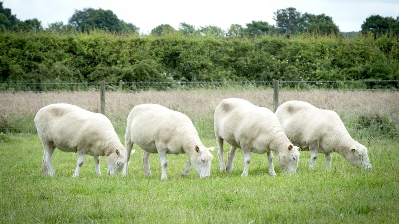 Vier Schafe beim Grasen. Sie sind alle genetisch Identisch. Gewissermaßen "Dollies".