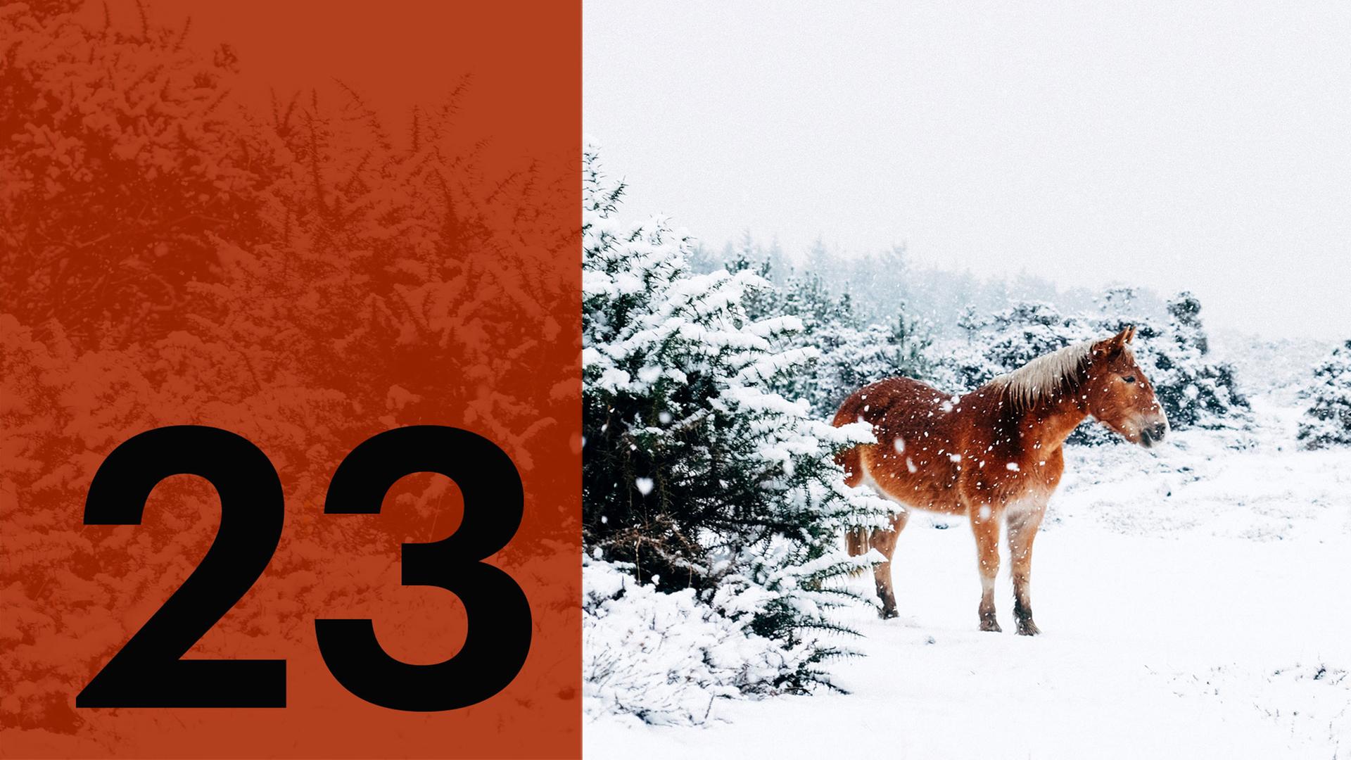 Im Hintergrund ein Pferd im Schnee, im Vordergrund die Zahl 23.