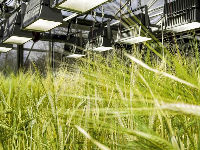 Gewächshaus zur gentechnischen Pflanzenzüchtung von Getreide
