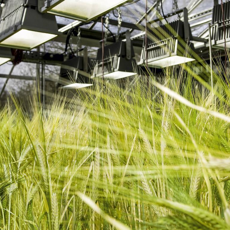 Gewächshaus zur gentechnischen Pflanzenzüchtung von Getreide 