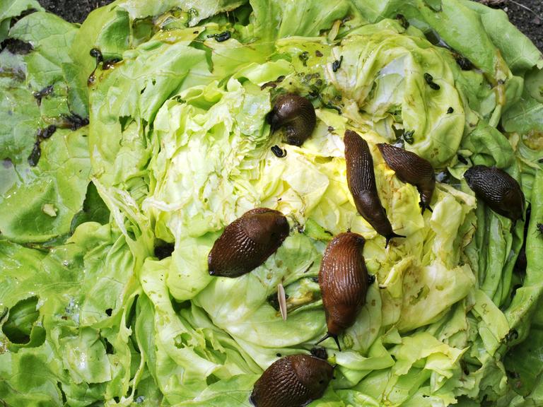 An einem Salatkopf in einem Garten sitzen viele Nacktschnecken, die feuchte Witterung lockt wieder viele Schnecken hervor.