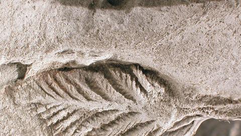 Fast 600 Millionen Jahre alt sind die Ediacara-Tiere, die wie Blätter aussehen, und vor rund 540 Millionen Jahren nahezu spurlos verschwanden.