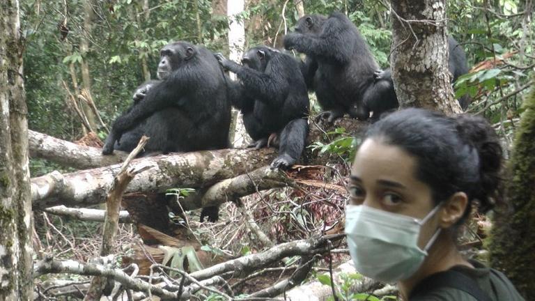 Vier Schimpansen sitzen auf einem Baumstamm in der Elfenbeinküste