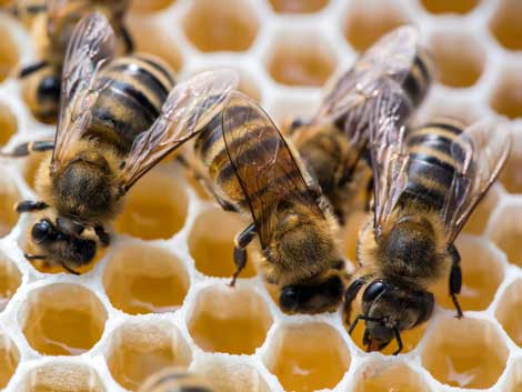 Honigbienen auf Wabenstruktur